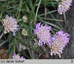 Scabiosa graminifolia (driakiew trwolistna)