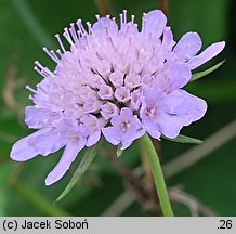 Scabiosa holosericea