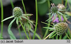 Scabiosa holosericea