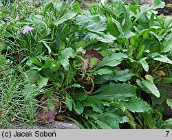 Scabiosa holosericea