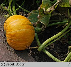 Cucurbita maxima (dynia olbrzymia)