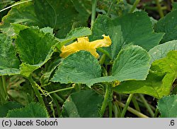 Cucurbita maxima (dynia olbrzymia)