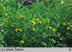 Hypericum kalmianum (dziurawiec Kalma)