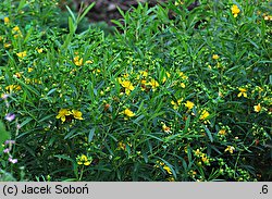 Hypericum kalmianum (dziurawiec Kalma)