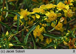 Hypericum kalmianum (dziurawiec Kalma)