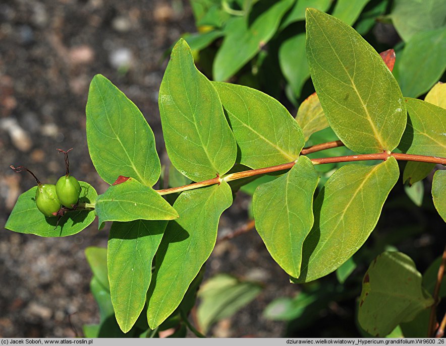 Hypericum grandifolium