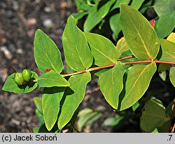 Hypericum grandifolium