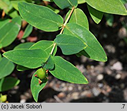 Hypericum grandifolium