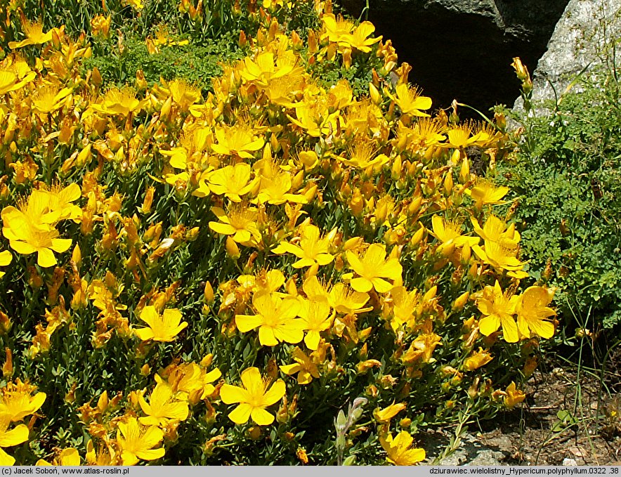 Hypericum polyphyllum