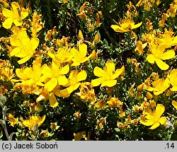 Hypericum polyphyllum