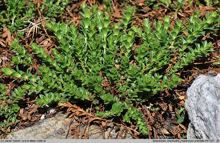 Hypericum orientale (dziurawiec wschodni)