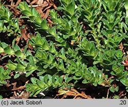 Hypericum orientale (dziurawiec wschodni)