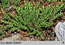 Hypericum orientale (dziurawiec wschodni)