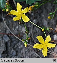 Hypericum bupleuroides