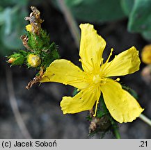 Hypericum bupleuroides