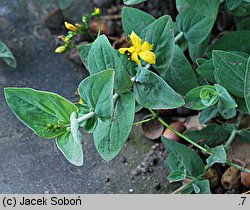 Hypericum bupleuroides