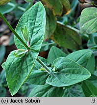 Hypericum bupleuroides