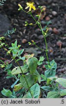 Hypericum bupleuroides