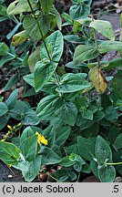 Hypericum bupleuroides