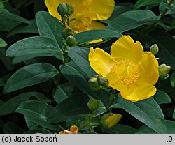 Hypericum patulum