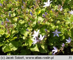 Campanula poscharskyana (dzwonek Poszarskiego)