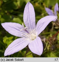 Campanula poscharskyana (dzwonek Poszarskiego)