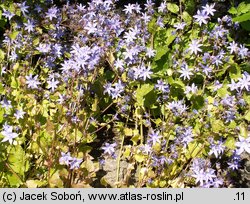 Campanula poscharskyana (dzwonek Poszarskiego)