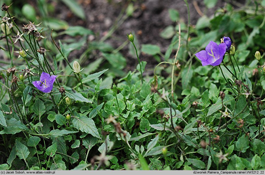 Campanula rainerii