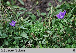 Campanula rainerii