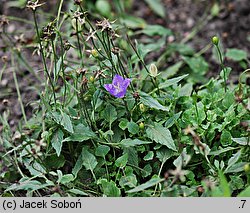 Campanula rainerii