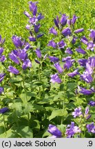 Campanula latifolia (dzwonek szerokolistny)