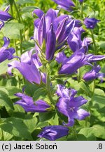 Campanula latifolia (dzwonek szerokolistny)