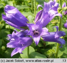 Campanula latifolia (dzwonek szerokolistny)