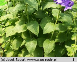 Campanula latifolia (dzwonek szerokolistny)