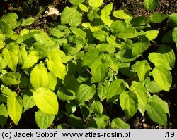 Epimedium alpinum