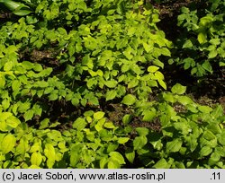 Epimedium alpinum