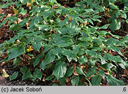 Epimedium ×rubrum (epimedium czerwone)