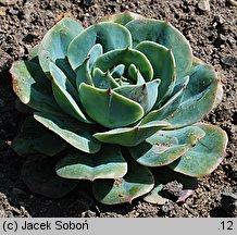 Echeveria secunda (eszeweria błękitna)