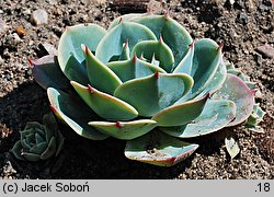 Echeveria secunda (eszeweria błękitna)