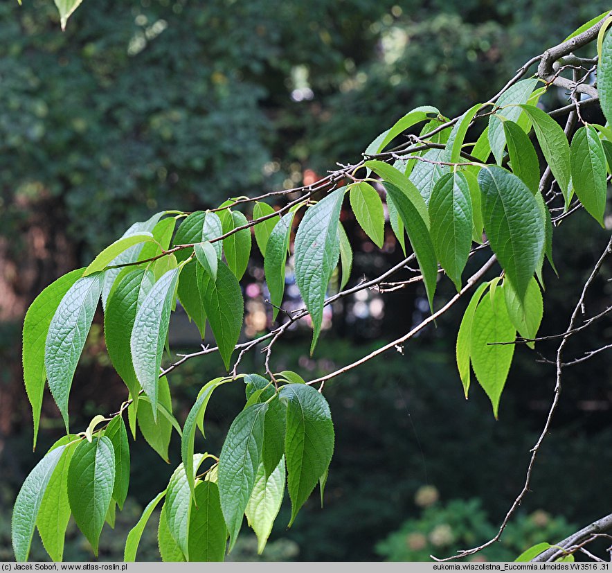 Eucommia ulmoides (eukomia wiązowata)