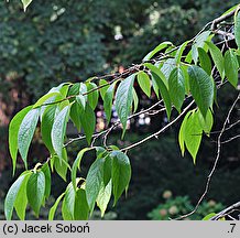 Eucommia ulmoides (eukomia wiązowata)