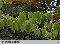 Eucommia ulmoides (eukomia wiązowata)