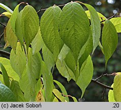 Eucommia ulmoides (eukomia wiązowata)