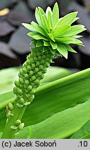 Eucomis comosa (eukomis czubaty)