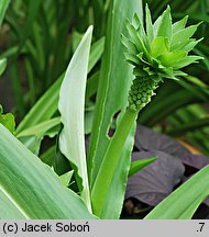 Eucomis comosa (eukomis czubaty)