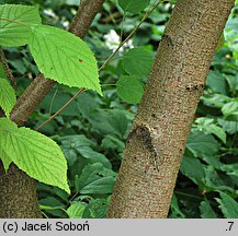 Euptelea polyandra (olszanka japońska)