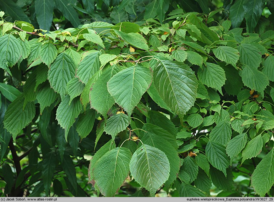 Euptelea polyandra (olszanka japońska)