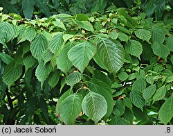 Euptelea polyandra (olszanka japońska)