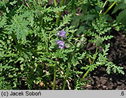 Phacelia congesta (facelia zwarta)