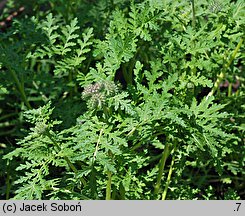 Phacelia congesta (facelia zwarta)